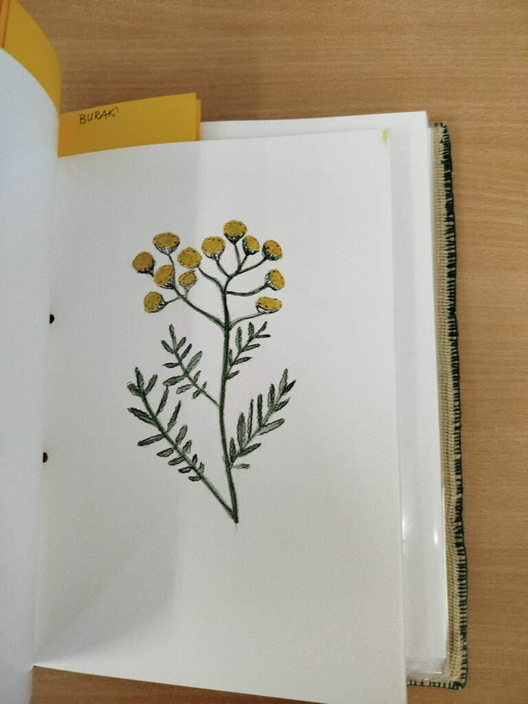 na zdjęciu biała karta z namalowanym wrotyczem w kolorze żółto zielonym.