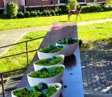 na zdjęciu widać prace plastyczne, jest to kompozycja z malowanych kamieni